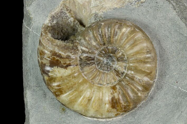Agatized Asteroceras Ammonite Fossil - England #130212